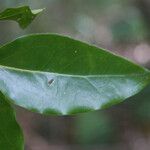 Olax psittacorum 葉