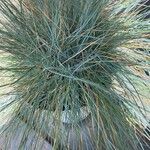 Festuca glauca Feuille