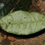 Trichoscypha laxiflora Hoja