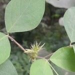 Desmodium tortuosum Leaf