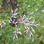 Agrostis pilosula Blüte