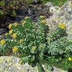 Rhodiola rosea Habitus