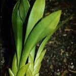 Aeridostachya robusta Leaf