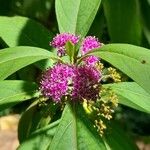 Callicarpa dolichophylla Květ