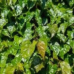 Cissus antarctica Leaf