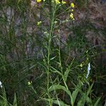 Euthamia occidentalis Hábito