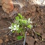 Crateva greveana Flower