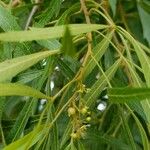 Searsia lancea Frucht