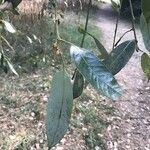 Quercus chrysolepis Φύλλο