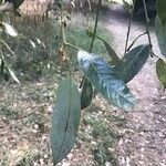 Quercus chrysolepis Yaprak