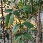 Nandina domestica Thunb.Folla