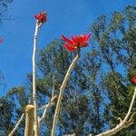 Erythrina flabelliformis Λουλούδι