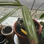 Rhapis excelsa Hostoa
