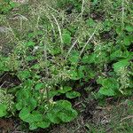 Petasites paradoxus Blad