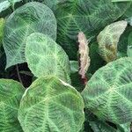 Begonia umbraculifolia Hábito