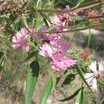 Palafoxia hookeriana Flor