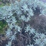 Helichrysum melaleucum Habitus