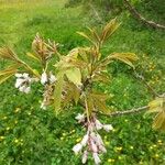Staphylea trifolia Blüte