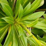 Lobelia stricta Leaf