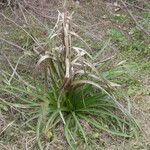 Eryngium horridum Hàbitat