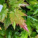 Astilbe simplicifolia Blad