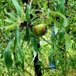 Pyrus salicifolia Fruit