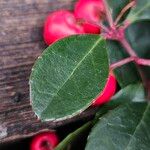 Gaultheria procumbens Folha