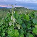 Ipomoea spathulata ഇല