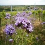 Phacelia tanacetifoliaKukka