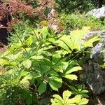 Rodgersia aesculifolia Foglia