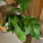 Spathiphyllum wendlandii Hoja