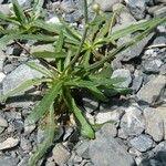 Tolpis staticifolia Лист