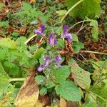 Salvia verbenacaFlower