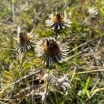 Carlina vulgarisLorea