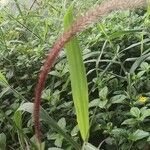 Pennisetum polystachion Levél