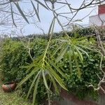 Thevetia neriifolia Hoja
