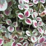 Oxalis purpurea পাতা