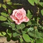 Rosa lucieae花