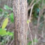 Buddleja auriculata Bark