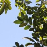 Zanthoxylum rhoifolium Blad