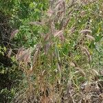 Pennisetum pedicellatum Habit