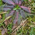 Hieracium venosum Liść