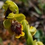 Ophrys lutea 花