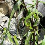 Buphthalmum salicifolium Blatt