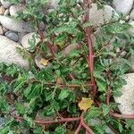 Oxybasis glauca পাতা