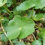 Hydrocotyle ranunculoides 葉