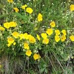 Helianthemum nummulariumBloem