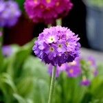 Primula denticulataFlower