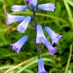 Brimeura amethystina Fula