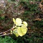 Cercis siliquastrum Folio